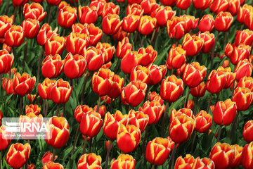 Tulips in spring of Mellat Park in Mashhad, northeastern Iran