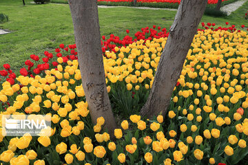 Tulips in spring of Mellat Park in Mashhad, northeastern Iran