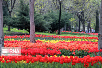 Tulips in spring of Mellat Park in Mashhad, northeastern Iran