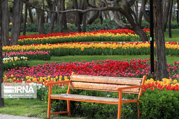 Tulips in spring of Mellat Park in Mashhad, northeastern Iran