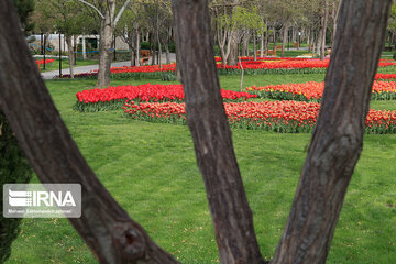 Tulips in spring of Mellat Park in Mashhad, northeastern Iran