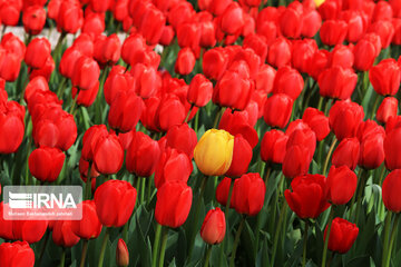 Tulips in spring of Mellat Park in Mashhad, northeastern Iran