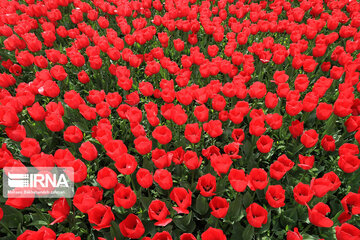 Tulips in spring of Mellat Park in Mashhad, northeastern Iran