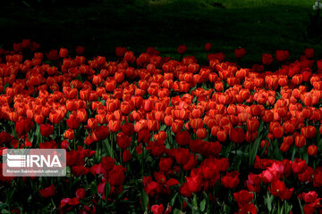 Tulips in spring of Mellat Park in Mashhad, northeastern Iran