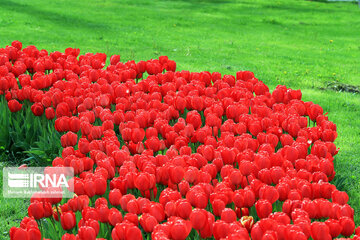 Tulips in spring of Mellat Park in Mashhad, northeastern Iran