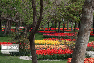 Tulips in spring of Mellat Park in Mashhad, northeastern Iran