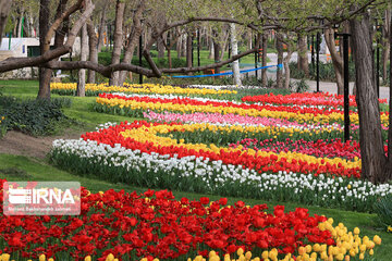 Tulips in spring of Mellat Park in Mashhad, northeastern Iran