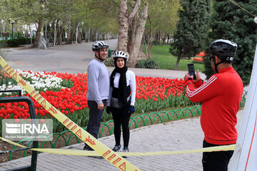 Tulips in spring of Mellat Park in Mashhad, northeastern Iran