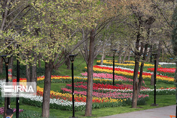 Tulips in spring of Mellat Park in Mashhad, northeastern Iran