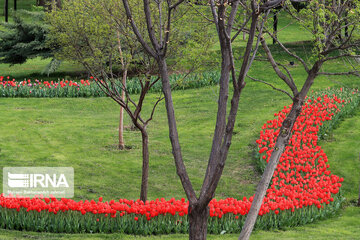 Tulips in spring of Mellat Park in Mashhad, northeastern Iran