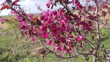 شکوفه‌های بهاری در باغ‌های میامی