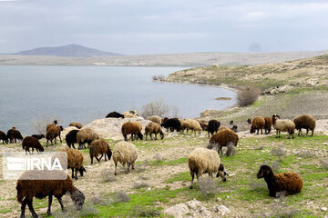 Dargah Sangi International Wetland in north western Iran