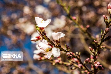 Blossoms out on almond tree in Iran's Shahr-e Kord