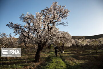 Blossoms out on almond tree in Iran's Shahr-e Kord