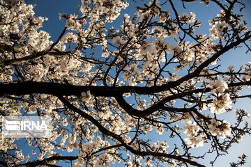 Blossoms out on almond tree in Iran's Shahr-e Kord