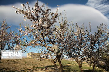 Blossoms out on almond tree in Iran's Shahr-e Kord