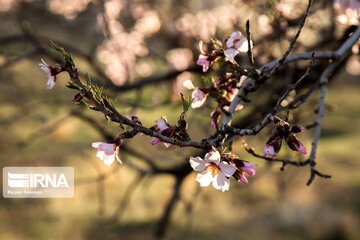 Blossoms out on almond tree in Iran's Shahr-e Kord