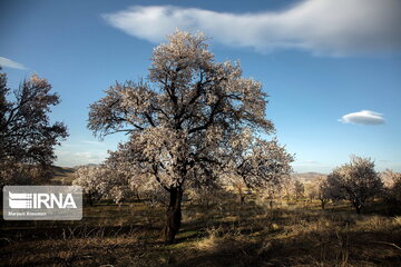 Blossoms out on almond tree in Iran's Shahr-e Kord