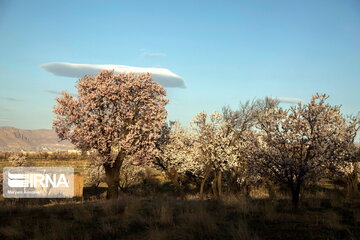 Blossoms out on almond tree in Iran's Shahr-e Kord