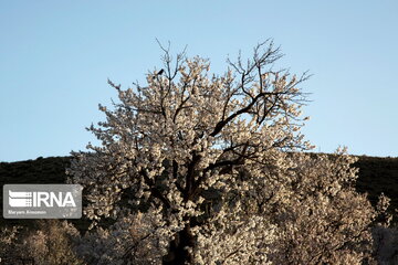 Blossoms out on almond tree in Iran's Shahr-e Kord