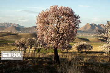 Blossoms out on almond tree in Iran's Shahr-e Kord