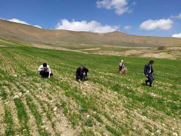 بازدید میدانی از مزارع  گندم توسط کارشناسان جهاد کشاورزی