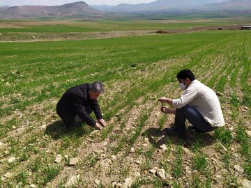 بازدید میدانی از مزارع  گندم توسط کارشناسان جهاد کشاورزی