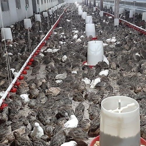 اولین طرح صنعتی پرورش بلدرچین بهمئی بهره برداری شد