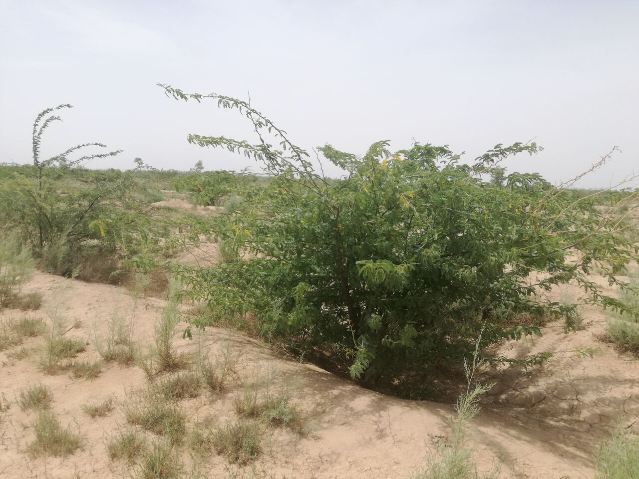 26هزار هکتار از کانون‌های ریزگرد خوزستان تاکنون نهالکاری شده‌است