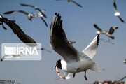 Migratory birds leave wetlands of northern Iran