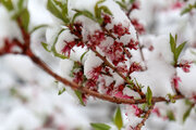 La nieve primaveral tiñe de blanco la ciudad iraní de Boynurd