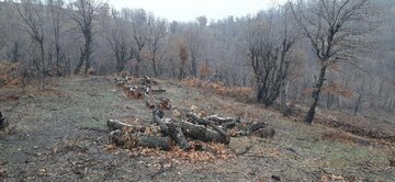 عاملان قطع درختان جنگلی مریوان شناسایی شدند