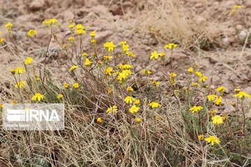 Medicinal herbs in central Iran