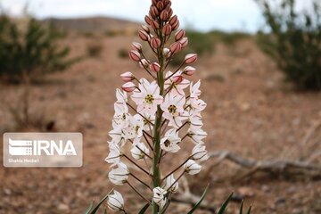 Medicinal herbs in central Iran