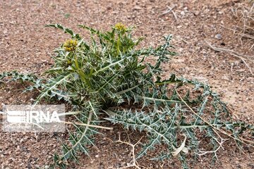 Medicinal herbs in central Iran