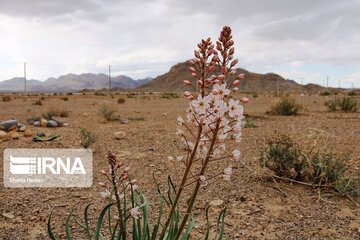 Medicinal herbs in central Iran