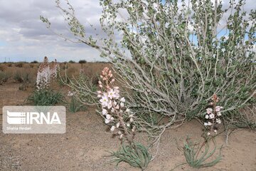 Medicinal herbs in central Iran