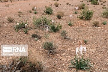 Medicinal herbs in central Iran