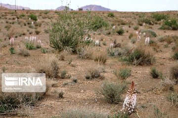 Medicinal herbs in central Iran