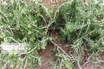 Medicinal herbs in central Iran