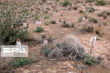 Medicinal herbs in central Iran