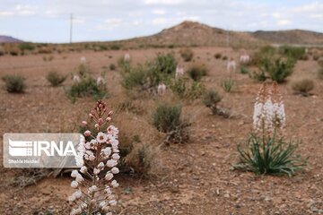 Medicinal herbs in central Iran