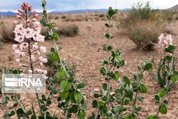 Medicinal herbs in central Iran