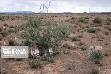 Medicinal herbs in central Iran