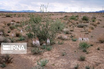 Medicinal herbs in central Iran