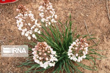 Medicinal herbs in central Iran