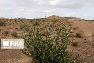 Medicinal herbs in central Iran