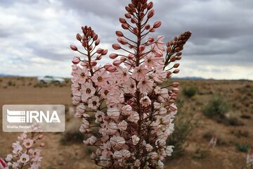 Medicinal herbs in central Iran