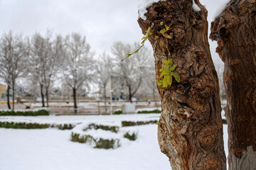 موسم بہار میں ایرانی شمالی علاقوں کی برفباری