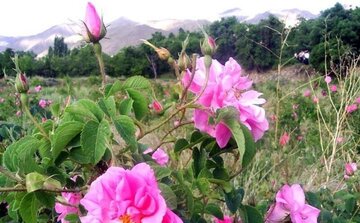  گل‌ محمدی در تایباد زیر کشت رفت